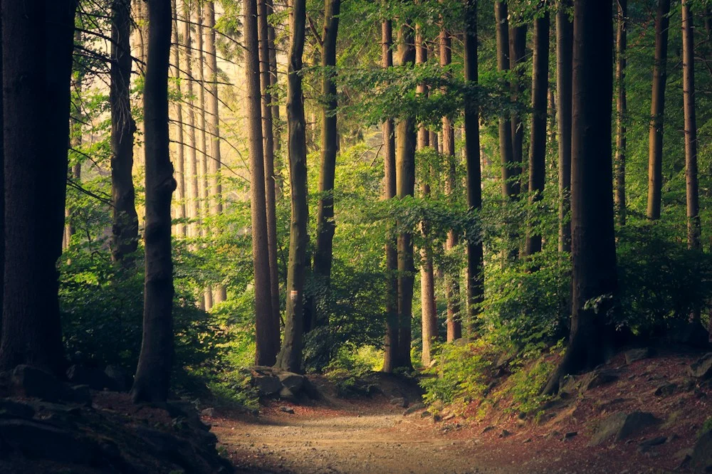 Sollys gennem en frodig skov